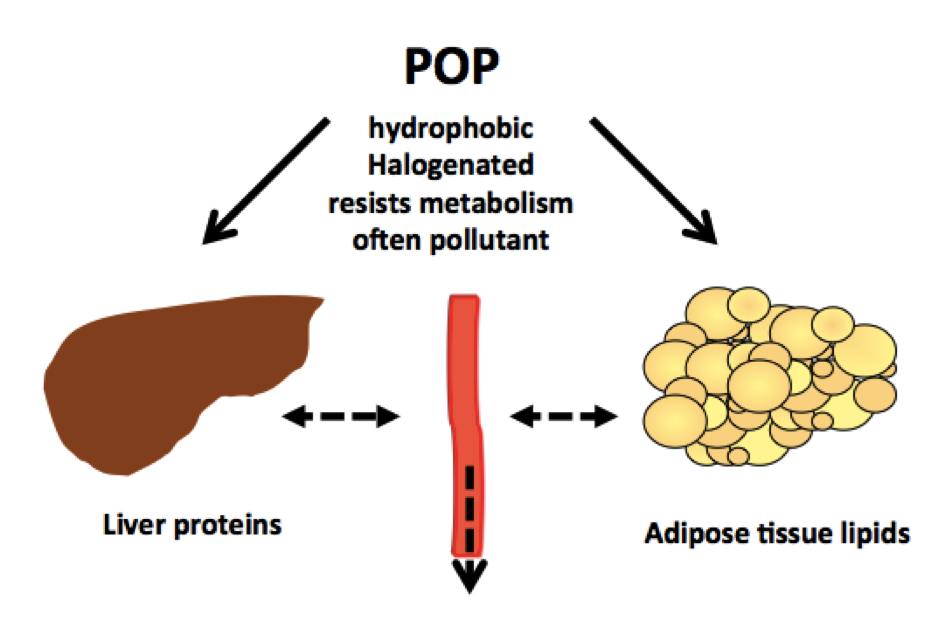 adipose-tissue-pollutants-and-obesity-2