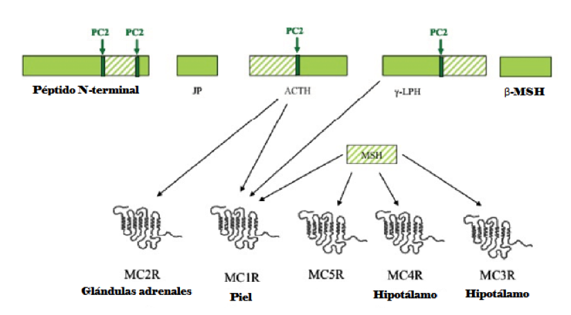mutaciones-de-mrc3-y-mrc4-2.png